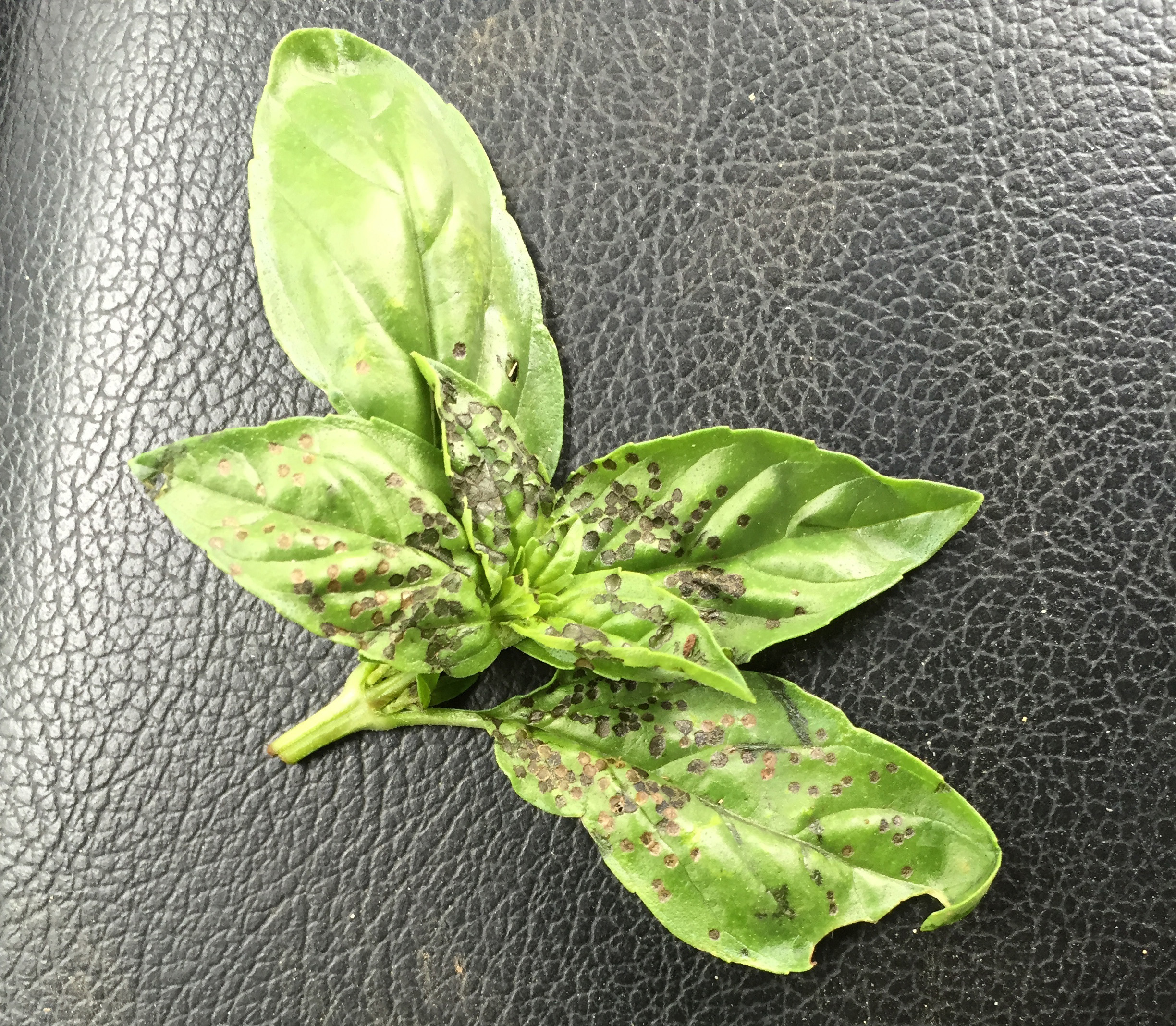 Leaf spot damage from fourlined plant bug a common sight in